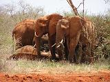 Parco Tsavo East 30